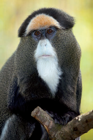 I used flash to bring up the value of this DeBrazza's monkey and to even out the exposure between the bright background and the low-lit subject. Exposure: ISO 500, f/5.6, 1/200 second, −0.3 EV.