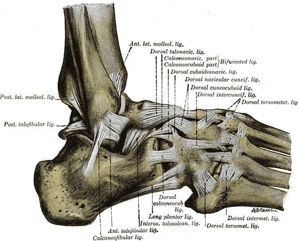 The wrist and the ankle (shown) are examples of condyloid joints. Courtesy Gray's Anatomy.