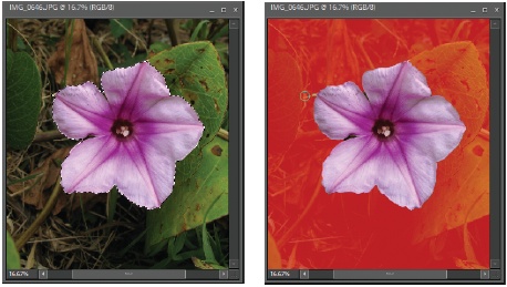 Left: A selection made with the brush in Selection mode—dragged across the purple and white flower. It looks like a completed selection that you can make using any of the selection tools.Right: The same selection in Mask mode. The red covers everything that’s not part of your selection.