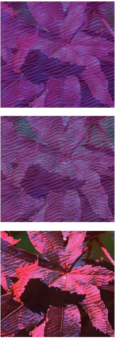 This photo of some leaves has a Pattern Fill layer over it, showing three different modes. In normal mode at 100-percent opacity, the pattern would completely hide the leaves, but by changing the blend mode and opacity of the pattern layer, you can create very different looks. (There’s more about Pattern layers on .) From top to bottom, the modes are Normal, Dissolve, and Hard Mix. Notice how Dissolve gives a grainy effect and Hard Mix produces a vivid, posterized effect.