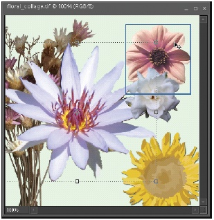 The Move tool lets you select objects from any layer, not just the active one. When you move the cursor over any object, you see the blue outline around its layer. Here, the water lily is the active layer (you can see the bounding box around it), but the Move tool is ready to select the pink flower, even though it’s not on the active layer. If all these outlines annoy you, then you can turn them off in the Options bar (via the Show Bounding Box or “Show Highlight on Rollover” checkboxes). If you want to force the Move tool to concentrate only on the active layer, then turn off Auto Select Layer.