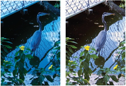 Left: You may wind up with a photo like this one of a heron every once in a while if you forget to change the white balance—your camera’s special setting for the type of lighting conditions you’re shooting in (common settings are daylight, fluorescent, and so on). This is an outdoor photo taken with the camera set for tungsten indoor lighting.Right: Elements fixes that wicked color cast in a jiffy. The photo still needs other adjustments, but the color is back in the ballpark.