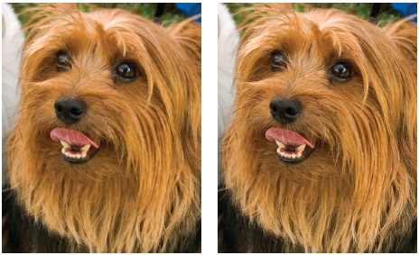 Left: The photo as it came from the camera.Right: The photo was treated with a dose of Unsharp Mask. Notice how much clearer the individual hairs in the dog’s coat are and how much better defined the eyes and mouth are.