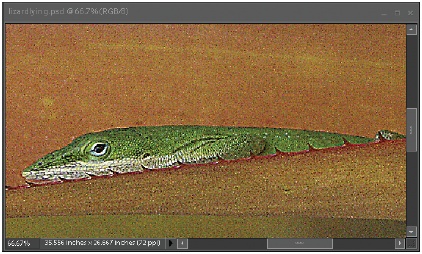 The perils of oversharpening. This lizard may have a suspicious attitude, but he didn’t have a skin condition. The flaky look comes from overapplying sharpening, and the white flecks are called artifacts. If you look very closely, oversharpening causes a halo effect around the lizard. The presence of halos is often your best clue that you’ve oversharpened an image.