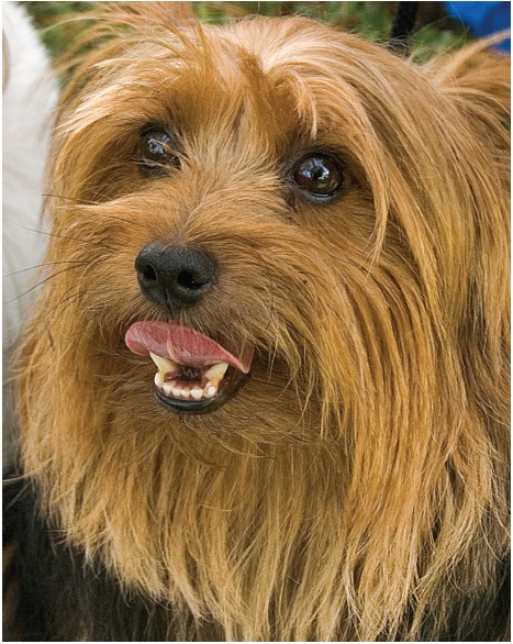 Here’s the terrier from only this time he’s been sharpened using Adjust Sharpness. Notice how much more each hair in his coat stands out, and how much more detail you can see in his nose and mouth.