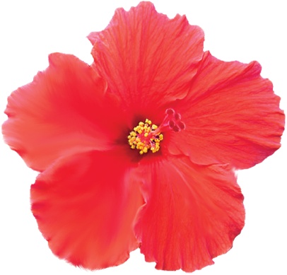 With the help of a graphics tablet, you can join the ranks of the many skilled smudgers who create amazing effects using only this tool. The two petals on the left side of this hibiscus blossom show preliminary smudging results. The brushes you use determine whether the effect is smooth, as you see here, or more heavily stroked. When you want to blend in other colors, use the Finger Painting option. In effect, the Smudge tool lets you turn your photo into a painting.