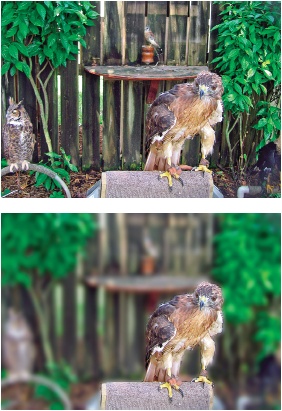 Top: This photo could use some help from the Blur filters. The hawk is hard to distinguish from the rest of the photo; blurring helps center the focus on the hawk.Bottom: With a Gaussian Blur filter applied to the background, the hawk becomes the photo’s clear focal point.