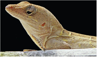 The JPEG format doesn’t preserve transparent areas when you save your image. But Elements helps you simulate transparency by letting you choose a matte color, which replaces the transparency. When you choose a matte color that’s identical to your Web page’s background, you create a transparent effect. The black matte around this lizard will blend into the black background of the page it goes on.