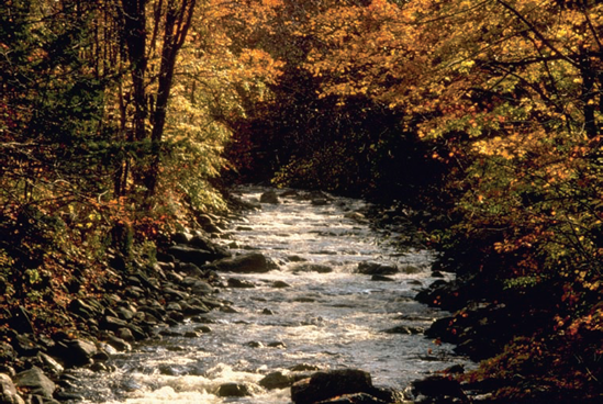 To get the effect of sparkling light on the trees and brook, you need to set the exposure to allow parts of the image to appear almost black