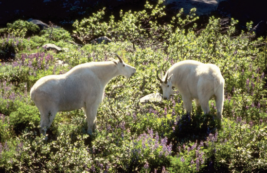 It's exciting to be this close to wild animals.