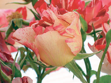 This Fourth of July rose makes a great photographic subject.