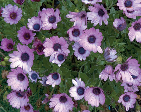 Purple gazanias make for a vibrant show of color in subdued lighting.