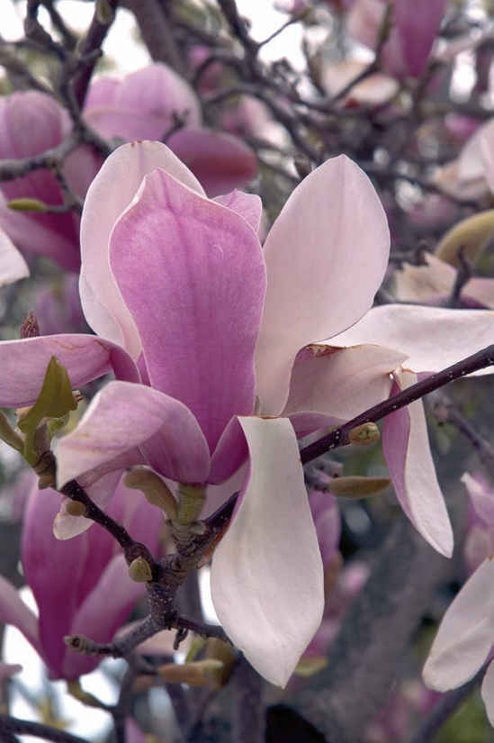 A moderate telephoto focal length brings this magnolia blossom in close.