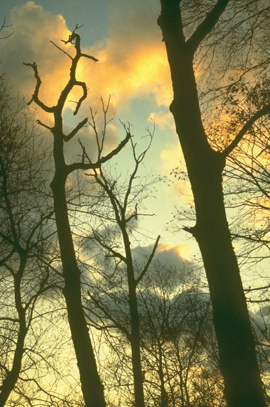 Stark trees make a contrast with the light of the setting sun on the clouds.