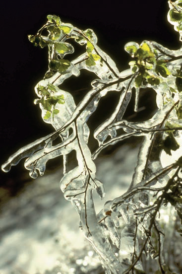 Winter weather adds ice to plants, and interest to your photos.