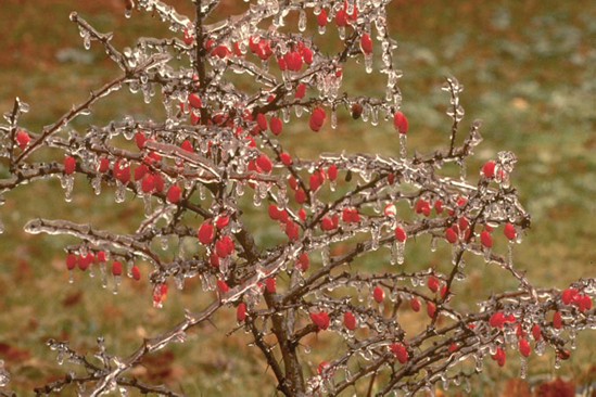 Ice storms make for tricky driving, but interesting photographs.