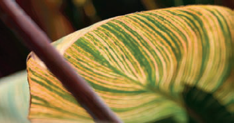 An under-lit leaf is painted with light.