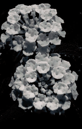 Flowers, in B&W, contrast with an almost-black background.