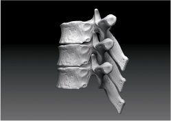 Building the spinal column.