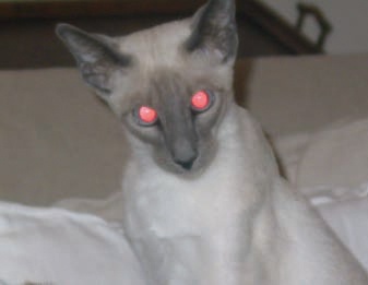 Another example of red eye