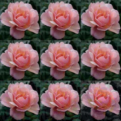 A photo of a rose with decreasing image quality