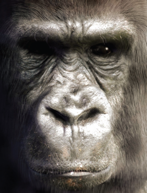 Figure showing Gorilla by Everett Gunther. Interesting use of Blender's particle system.