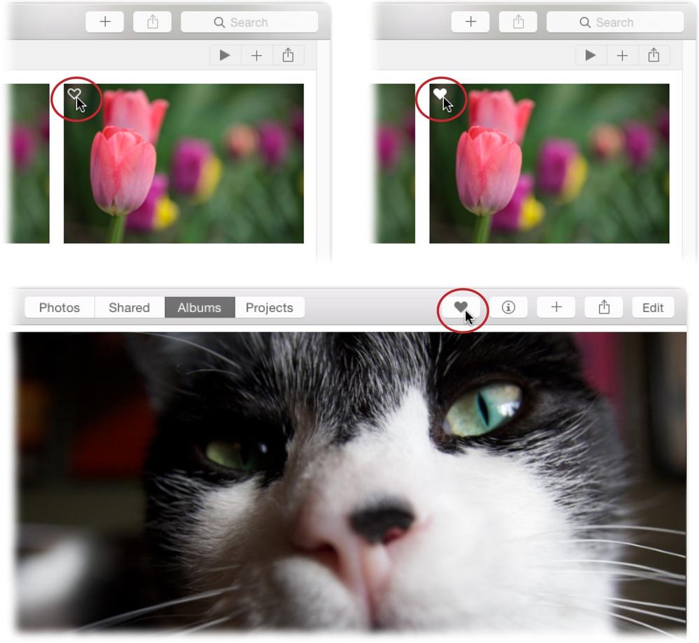 Top Left: When you point your cursor at a thumbnail, you see a heart outline in the upper-left corner (circled).Top Right: When you click it, the heart turns white (circled) to let you know you’ve favorited that image.Bottom: When viewing an open image, just click the Favorite button in the toolbar (circled) and Photos fills it with gray, as shown here.