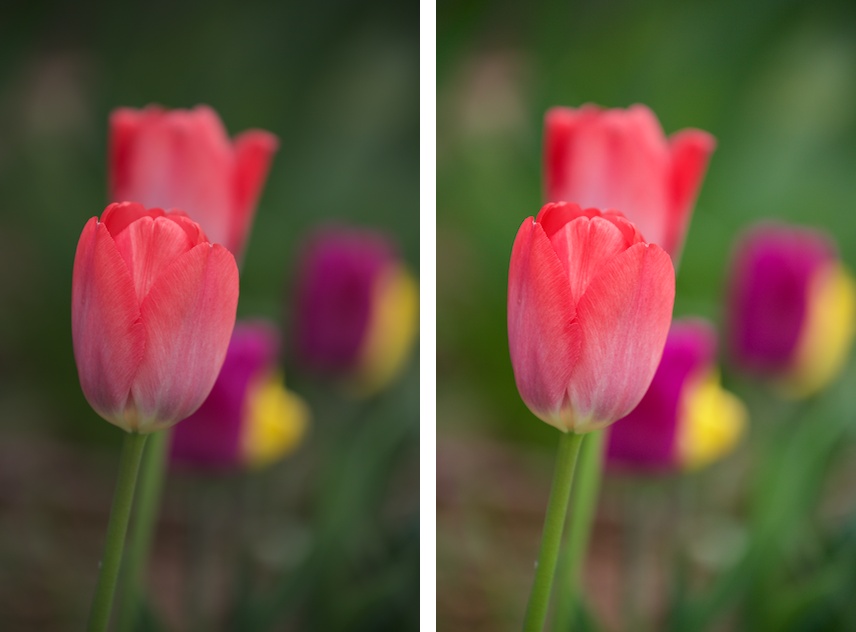 The Enhance tool works particularly well on photos that are a little dark and lack contrast, like the tulip image shown here on the left. In some cases, a single click of the Enhance button may be all your picture needs to look better and brighter, like the right-hand image here.