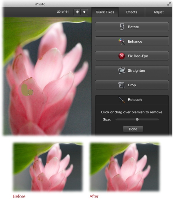 Top: As you use the Retouch brush, iPhoto marks the area you’ve painted across with a light brown overlay. Most of the time, the Retouch brush works like magic, but sometimes it creates bizarre results. In those cases, press ⌘-Z to undo your latest stroke.Bottom: Overall, though, the Retouch brush does a good job of removing the imperfections in this flower or, in the case of a portrait, hiding blemishes and softening wrinkles (like digital Botox!).The Retouch brush is particularly useful if your photo library contains pictures that you’ve scanned. In that case, you can use it to wipe away the dust specks and scratches that often appear on film negatives and prints, or those that are introduced by the scanner itself.