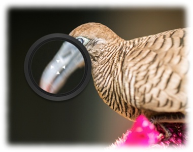 When setting the white balance manually, drag the magnification loupe to an area of your photo that’s midway between black and white, for a nice neutral gray. In this photo, that’s somewhere on the bird’s (now comically big) beak.