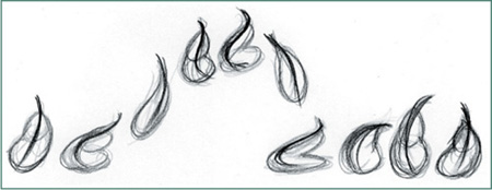Notice how the line of action changes in each pose, starting with a simple curved line, going into an S-curved anticipation, and changing as it stretches and squashes.