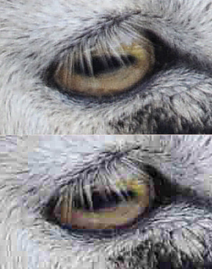 At low levels of JPEG compression, the image looks sharp even when you enlarge it enough to almost see the actual pixels (top); when using extreme JPEG compression (bottom) an image obviously loses quality.