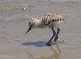 Our sample image of an avocet chick