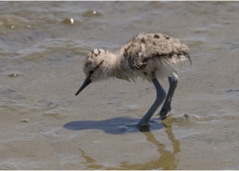 The region around the avocet chick’s eye is too dark.