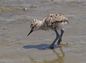 The chick’s head and parts of its body are now brighter. The corresponding Layers panel is shown above.