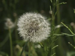 Our initial image of a dandelion