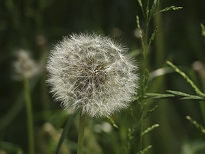 Our dandelion, sharpened by combining the High Pass filter with Vivid Light blend mode. The Layers stack for the sharpened image is shown above.