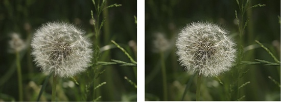 The original image is on the left. The right-hand image shows the result of sharpening the subject and blurring the background