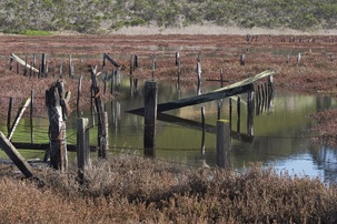 Elkhorn Slough in color—the source image for our next conversion