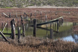 Our color source image of Elkhorn Slough