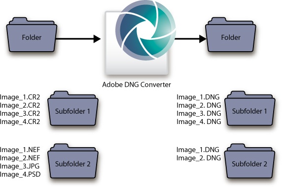 You can use the Adobe DNG Converter to create a new directory structure where all raws are converted to DNG files. It leaves nonraw files behind, however.