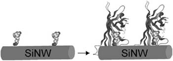 Detection of protein binding. The schematic illustrates a biotin-modified SiNW (left) and subsequent binding of streptavidin to the SiNW surface (right). The SiNW and streptavidin are drawn approximately to scale.