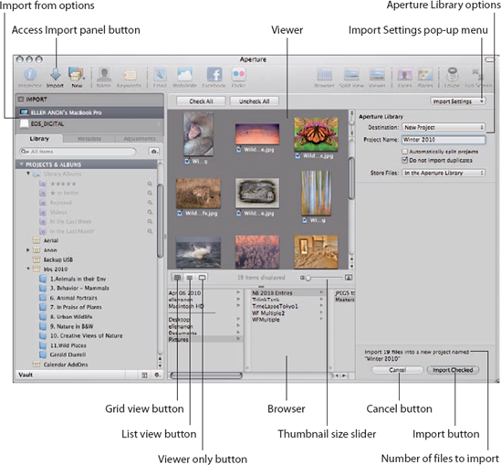 The Import interface is divided into well-organized sections.