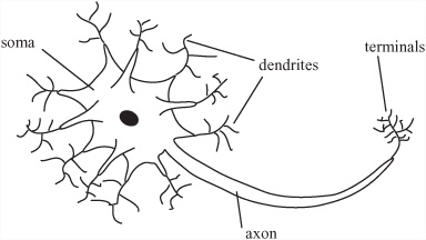 A neuron in the brain.