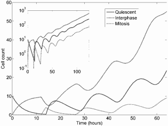 Figure showing basic dynamics of a delay model for the cell cycle considering quiescence, interphase, and mitosis derived from Smith and Martin’s conceptual model. The insert shows the dynamics on a log-scale and demonstrates that the model converges to exponential growth.