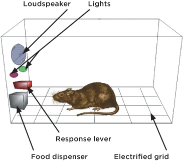 Experiments using animals in Skinner boxes revealed the effects that environmental factors can have on behavior.