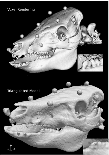 Figure showing a comparison of voxel and triangulated surface rendering. The upper image of the well-known pig skull was generated from a voxel model of 0.5 mm3 using Ana-lyzeAVW. The lower rendering shows the triangulated surface model generated using the surface-extraction module of AnalyzeAVW. The upper volume has a total size of 346.8 MB, whereas the binary file containing the 367061 triangles used for the lower rendering is only 13.1 MB large. A loss in detail in the lower image is evident – just inspect the enlarged section of the mandibular molars.