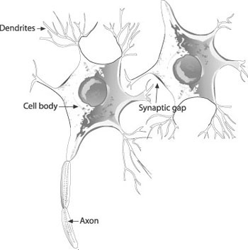 Neuron