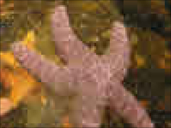 Enlarging a bitmap can result in a distorted pixilation effect.