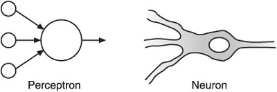 A perceptron and a neuron.